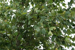 Platanus mexicana