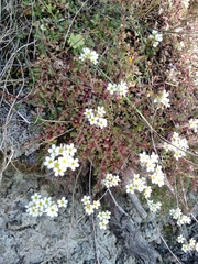Saxifraga fragosoi