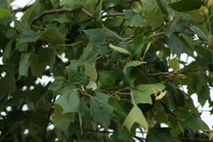 Platanus mexicana