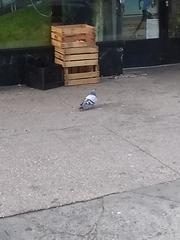 Columba livia domestica