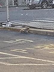 Sciurus carolinensis