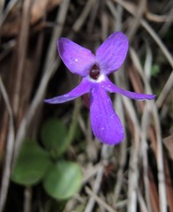 Pinguicula oblongiloba