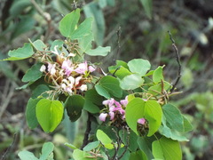 Bauhinia macranthera