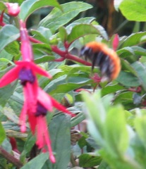 Bombus dahlbomii