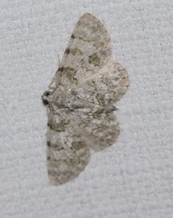 Dyscheralcis crimnodes