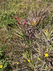 Tillandsia secunda
