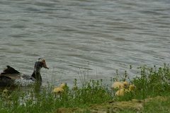Cairina moschata domestica