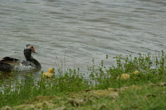 Cairina moschata domestica