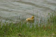 Cairina moschata domestica