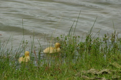 Cairina moschata domestica