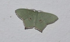 Maxates tanygona