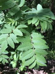 Sorbus aucuparia