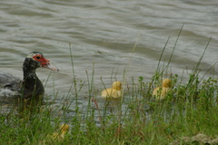Cairina moschata domestica