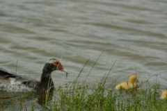 Cairina moschata domestica
