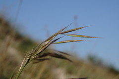 Bromus cappadocicus