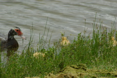 Cairina moschata domestica