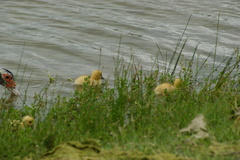 Cairina moschata domestica