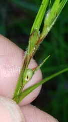 Scleria oligantha