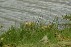 Cairina moschata domestica