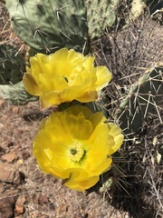 Opuntia engelmannii engelmannii