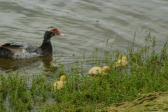 Cairina moschata domestica
