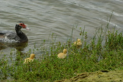 Cairina moschata domestica