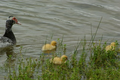 Cairina moschata domestica