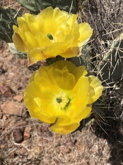 Opuntia engelmannii engelmannii