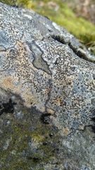 Lecanoromycetes