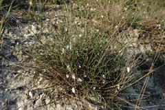 Poa sterilis