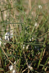 Poa sterilis
