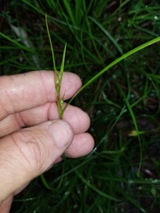 Scleria oligantha