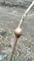 Lasioptera rubi