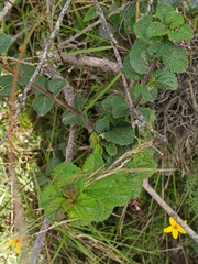Aloysia scorodonioides