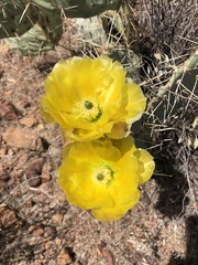 Opuntia engelmannii engelmannii