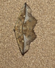Polyacme dissimilis