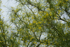 Parkinsonia aculeata