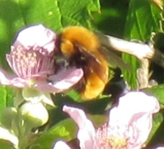 Bombus dahlbomii