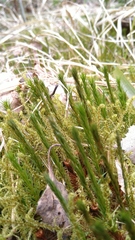 Polytrichum