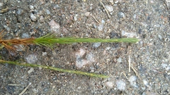 Polytrichum