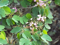 Bauhinia macranthera