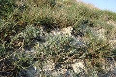 Astragalus glaucus
