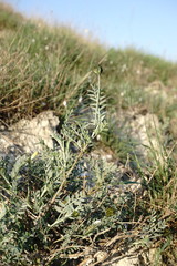 Astragalus glaucus