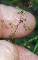 Dichanthelium aciculare