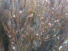 Dracophyllum subulatum