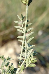 Astragalus glaucus