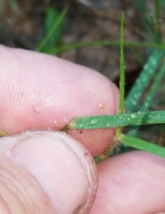 Dichanthelium aciculare