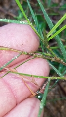 Dichanthelium aciculare