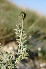 Astragalus glaucus