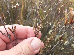 Dracophyllum subulatum
